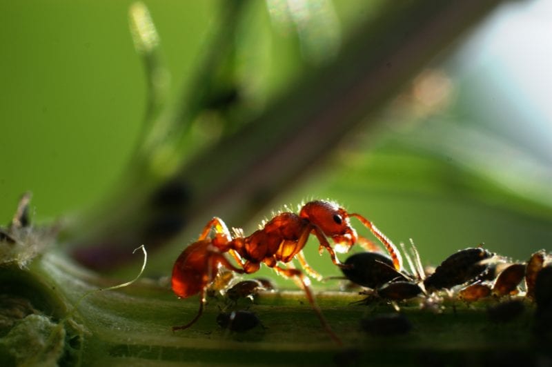 Ameisen Blattläuse