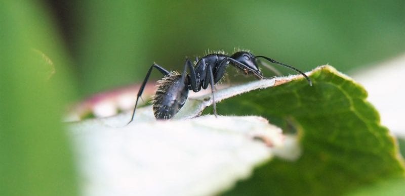 Was hilft gegen Ameisen im Garten - Wirksame ...