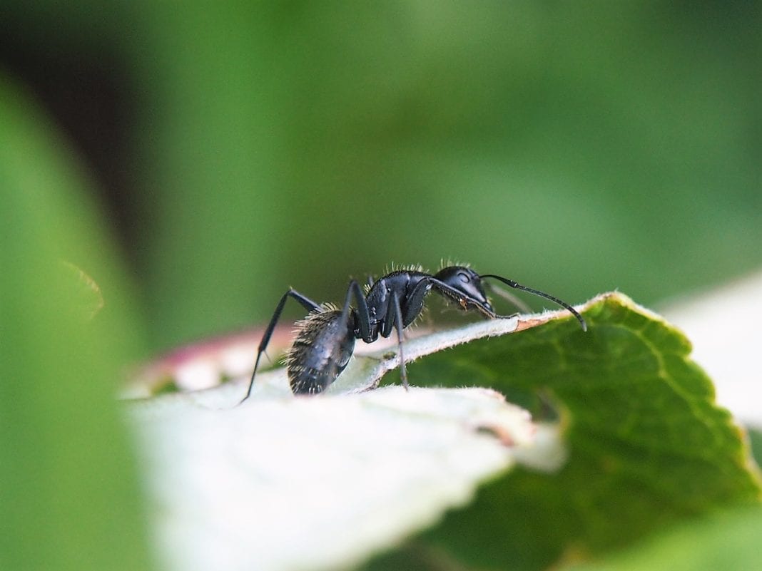 Ameisen im Garten bekämpfen