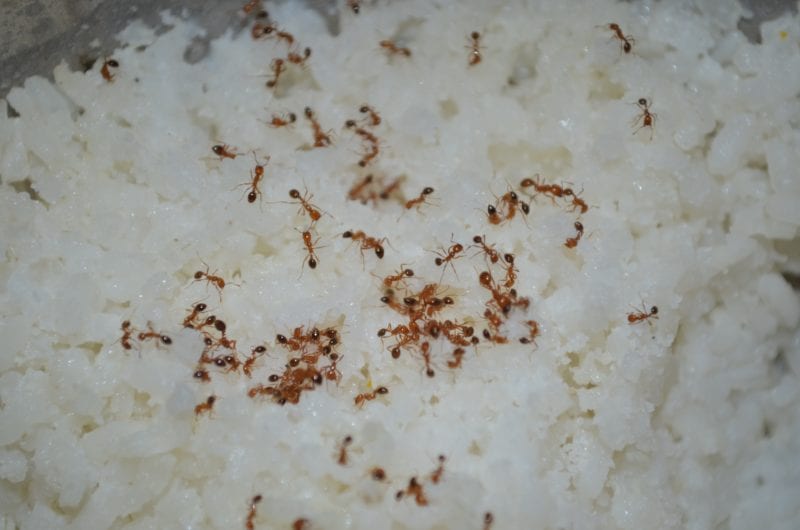 Ameisen im Haus - Lebensmittel