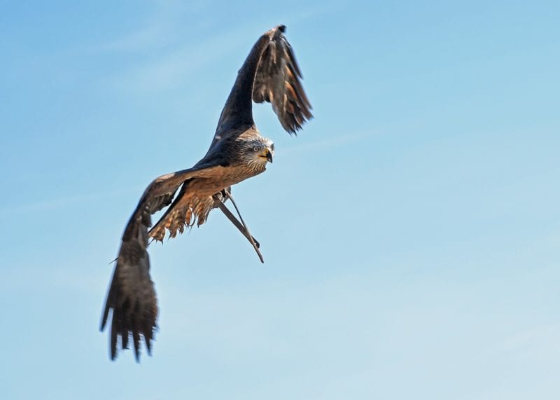 Bussard gegen Wühlmäuse