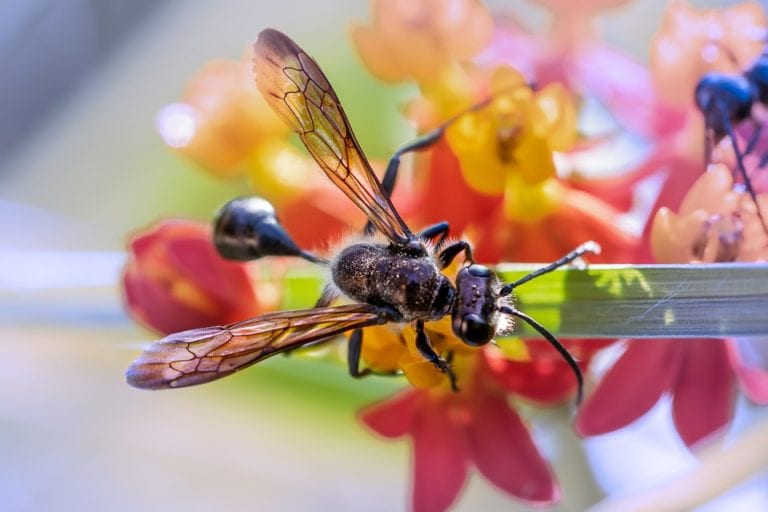 Was sind Fliegende Ameisen und wie k 246 nnen Sie bek 228 mpft werden 