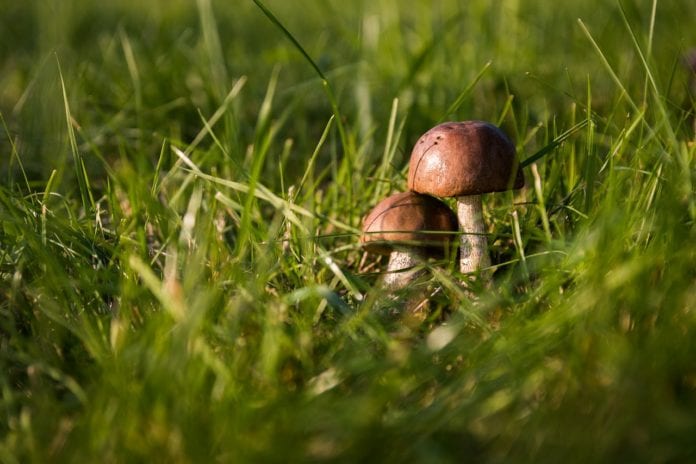 Pilze im Rasen Ursachen & effektives Entfernen