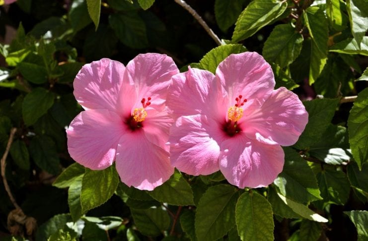 Blattlaus am Hibiskus