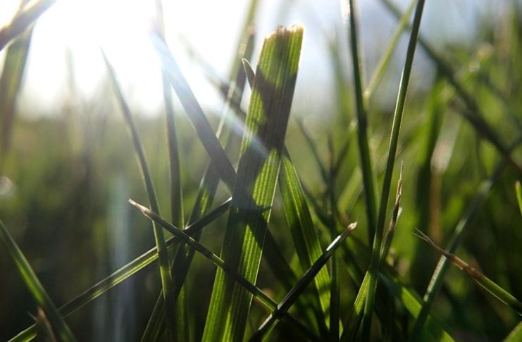 Rasenmähen bei Sonne