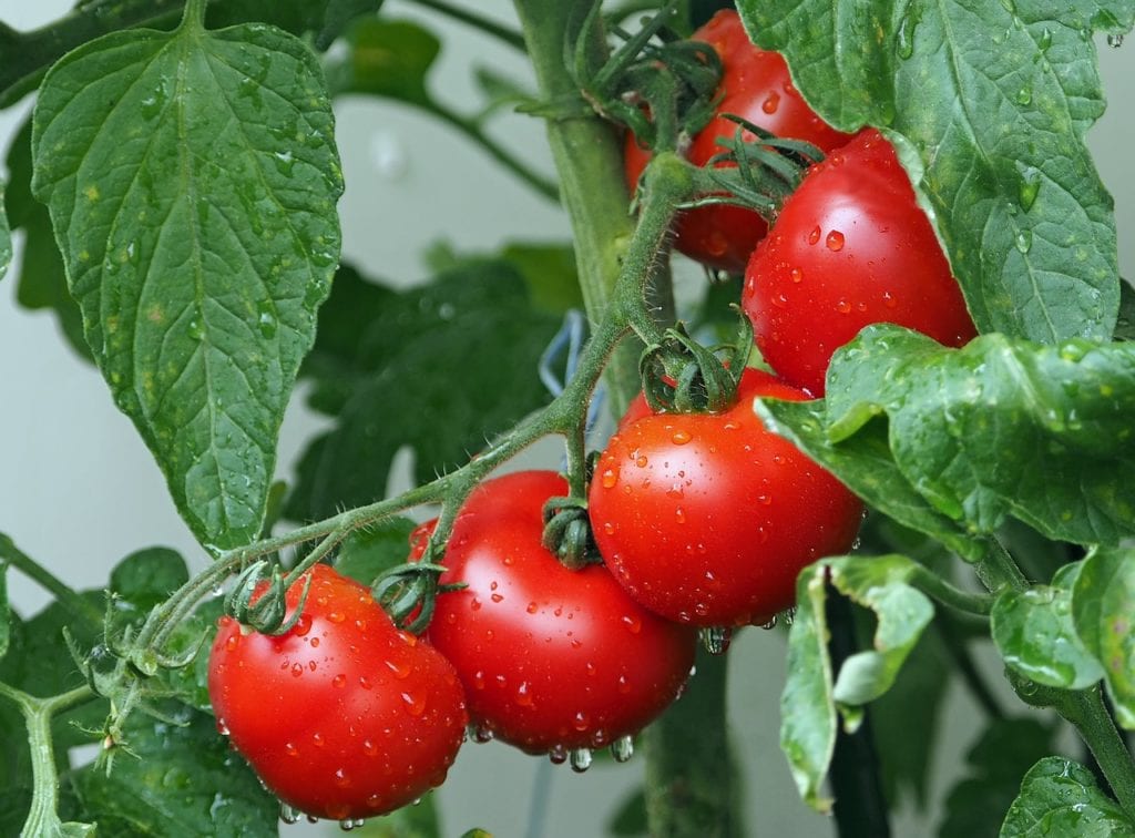 Bewässerungssytem Balkon Tomaten
