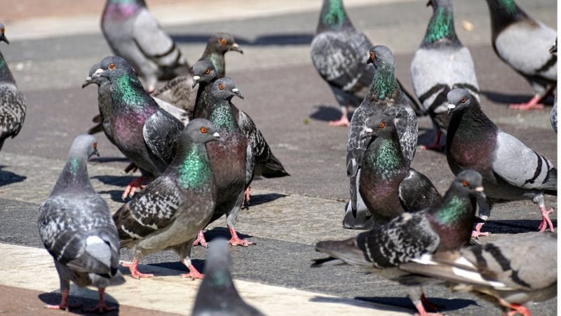 Vogelscheuche Tauben