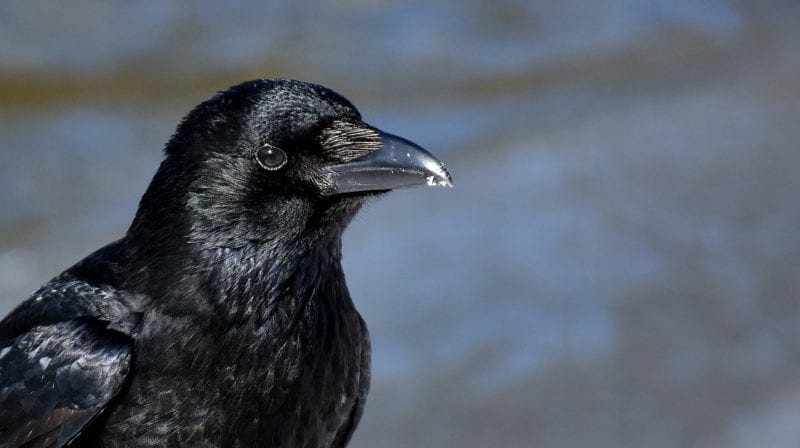 Vogelscheuche Krähe