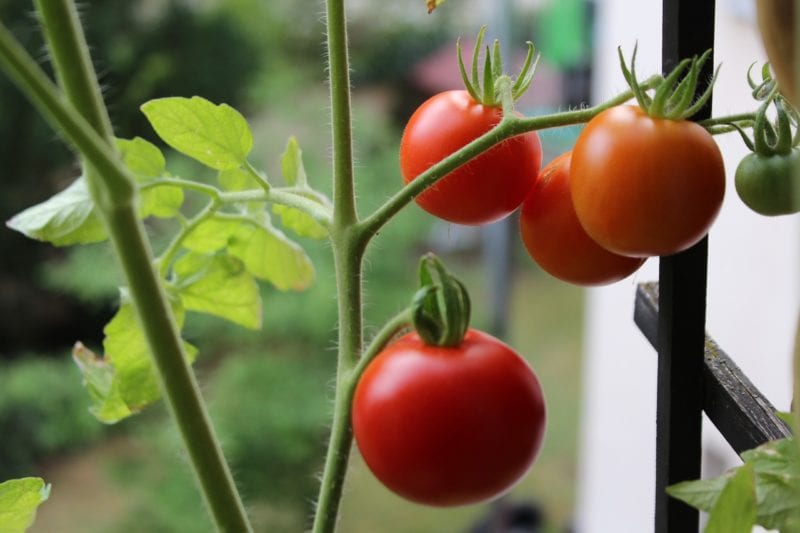 Gewächshaus Balkon - Tomaten