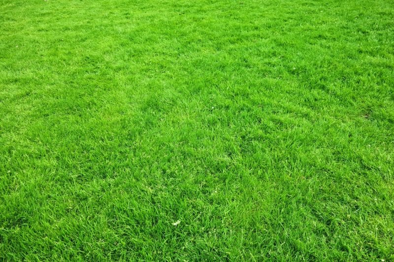 Ein Bild, das Gras, draußen, Feld, grün enthält. Automatisch generierte Beschreibung