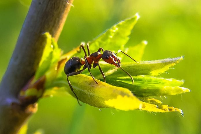 Ist Ameisengift schädlich für den Menschen?