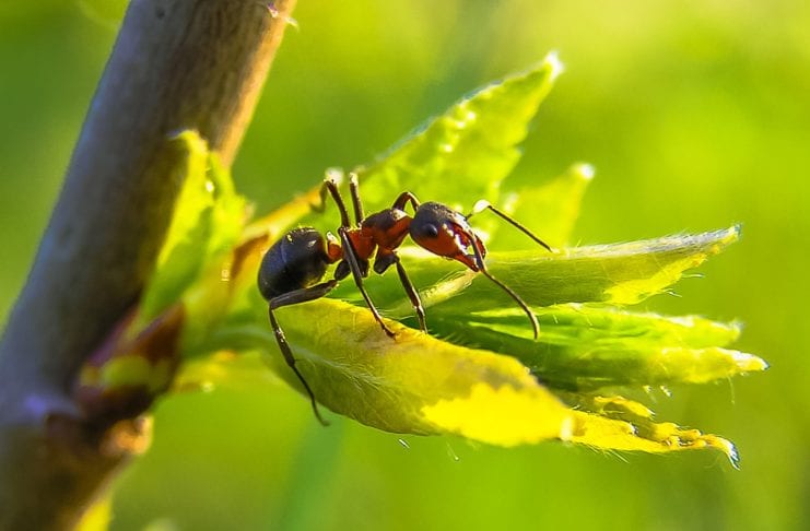 Ameisengift Gefahr Mensch
