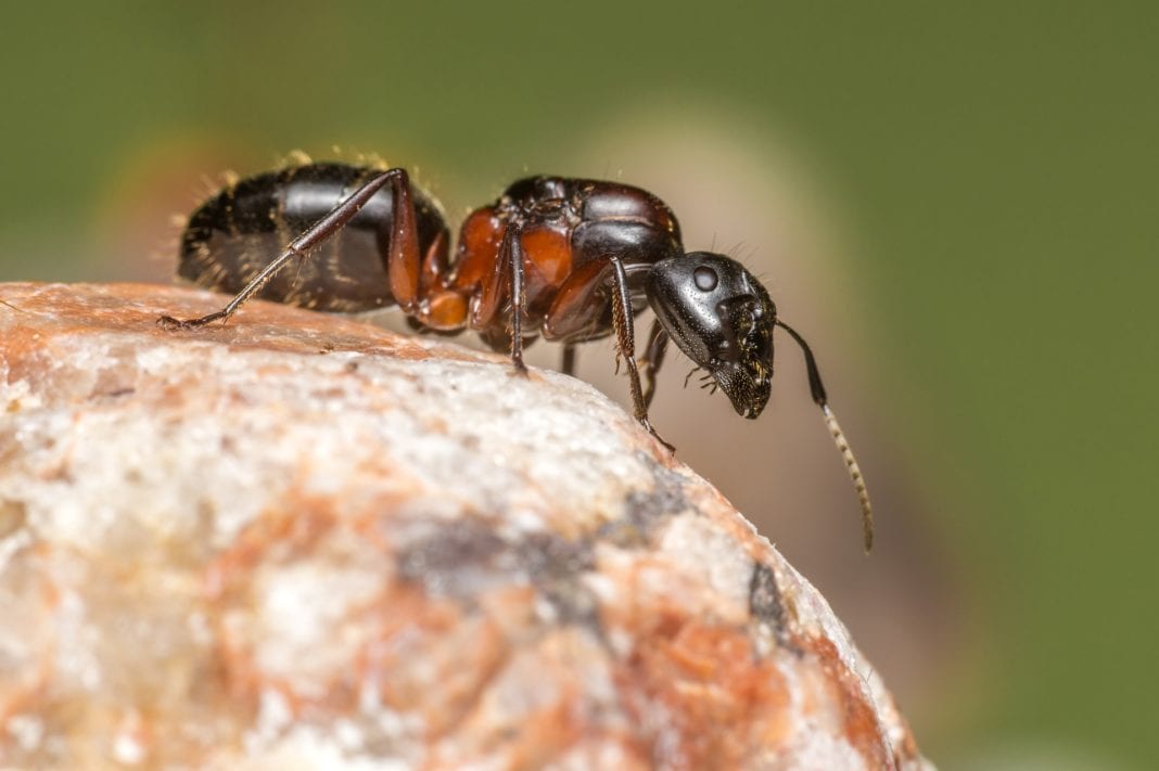 Ameisenköder
