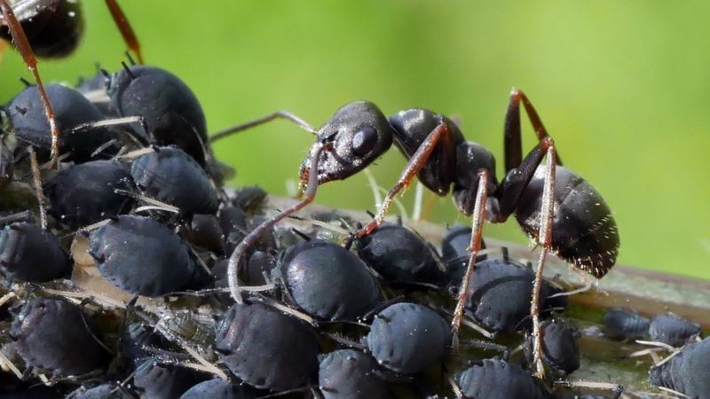 Blattläuse und Ameisen