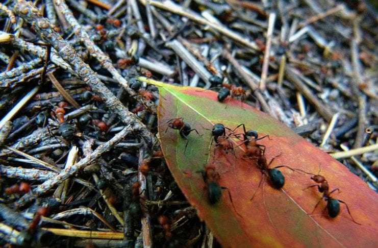 Kammerjäger - Ameisen