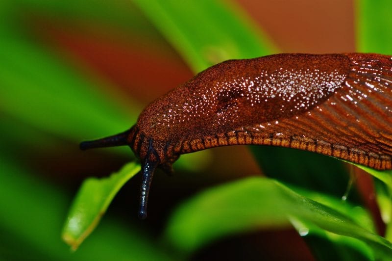 Nacktschnecke - Futter