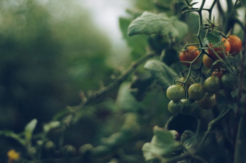 Tomate - Schnecken