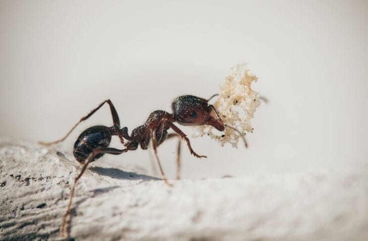 Wie schnell wirkt Ameisenköder