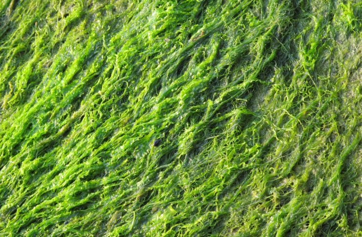 Algen im Pool
