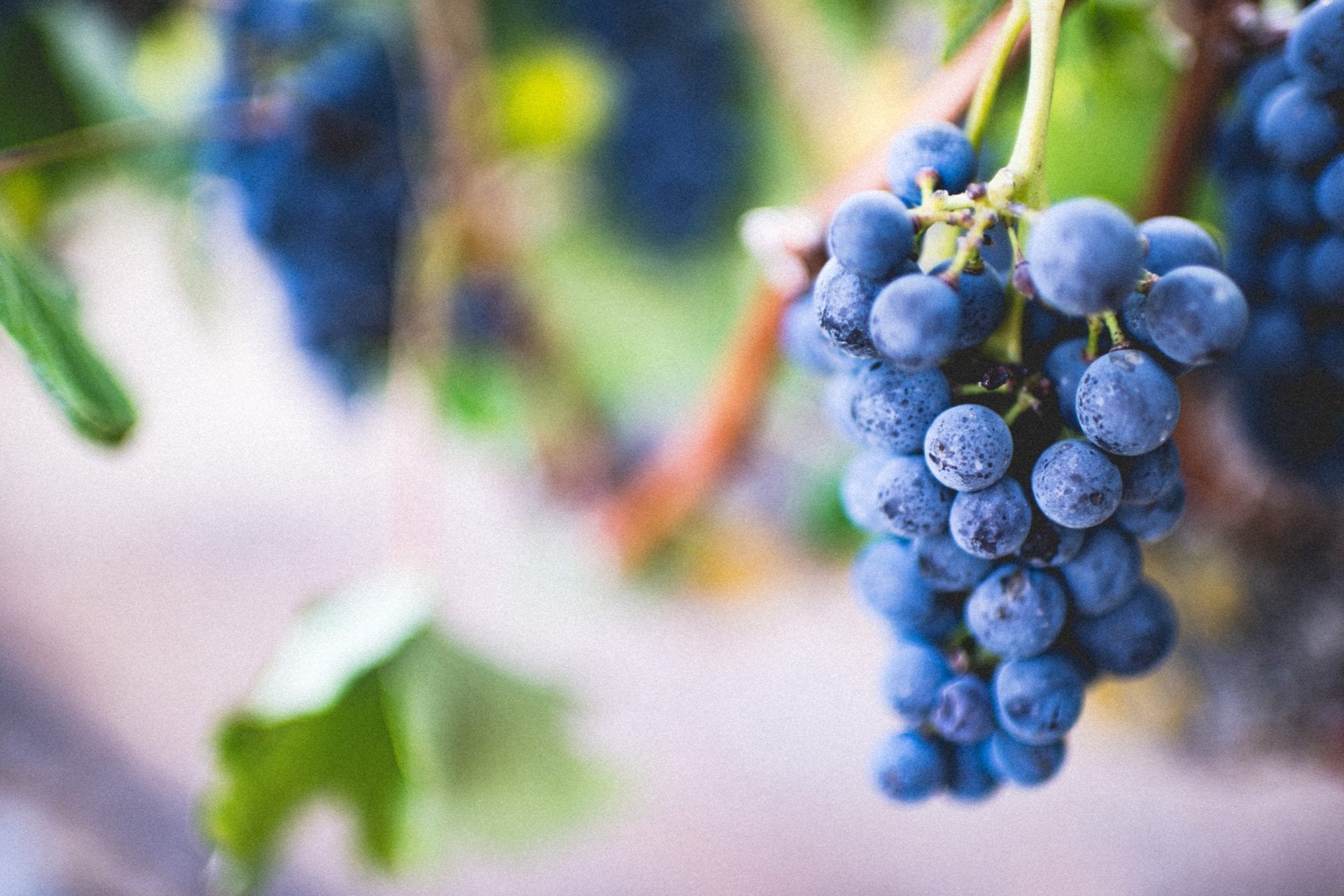 Wein auf dem Balkon ganz einfach anbauen