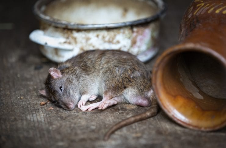 Ratten auf dem Balkon
