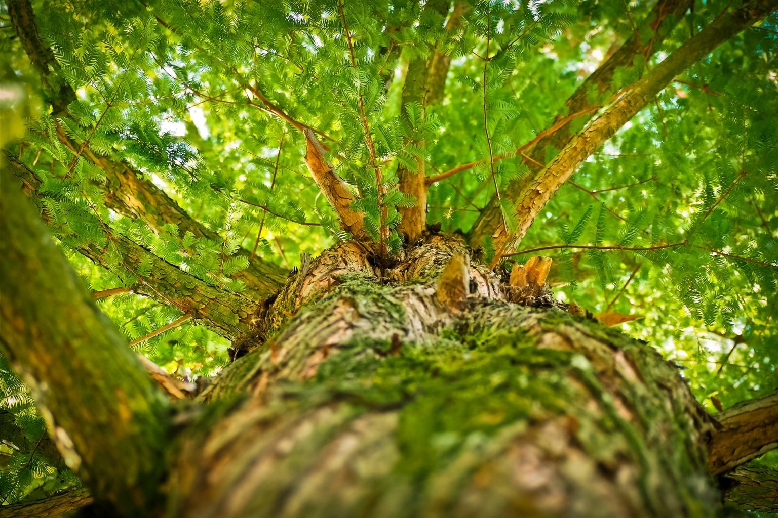 Ameisen am Baum - Welcher Schaden droht und was können Sie unternehmen?