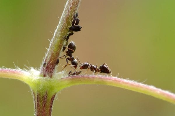Ameisen am Baum - Welcher Schaden droht und was können Sie unternehmen?