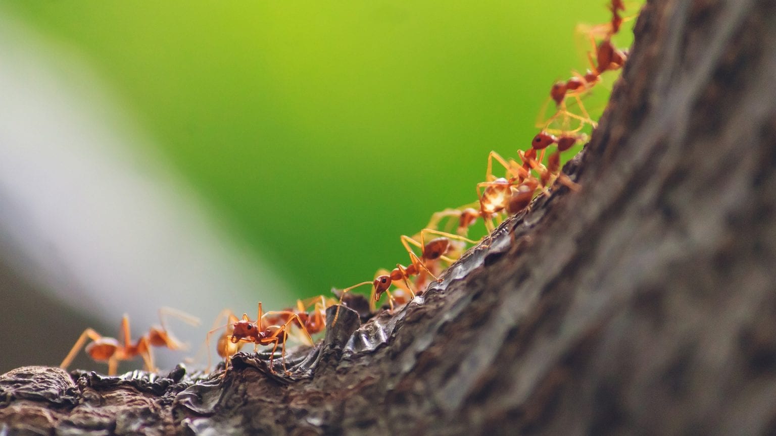 Ameisen am Baum - Welcher Schaden droht und was können Sie unternehmen?