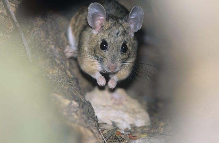 Ratte im Kompost