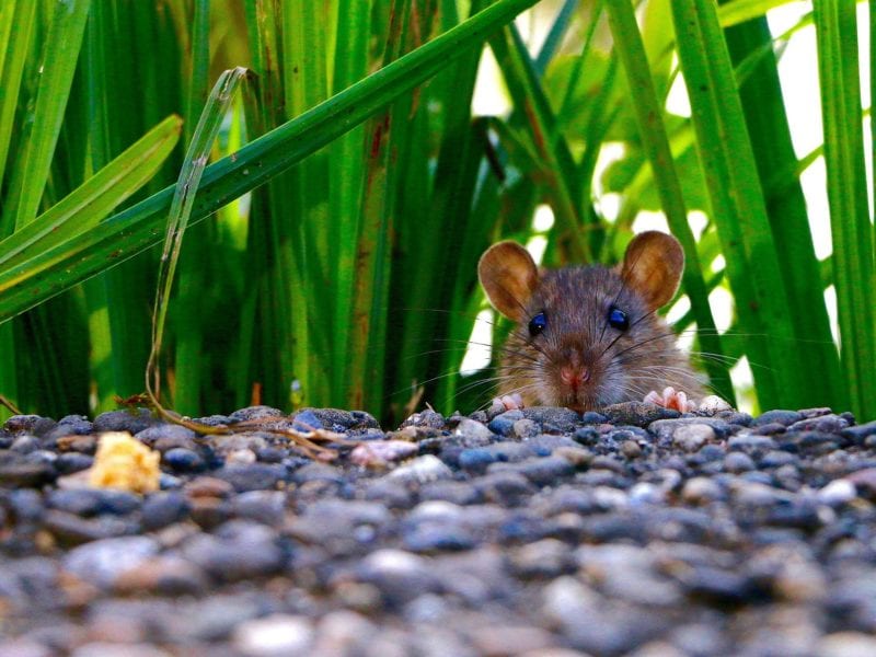 Ratten im Garten - Wirksame Bekämpfungsmethoden vorgestellt