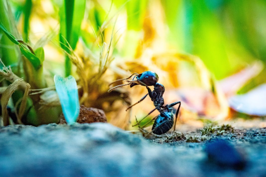 Ameisen im Garten fernhalten